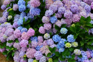 Gelbe, Pinke und blaue Hortensien in Spanien