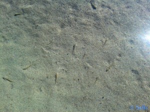 Little Fishes in the little River of Praia de Carnota