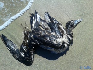 Toter Vogel am Playa de Santa Comba – Spain