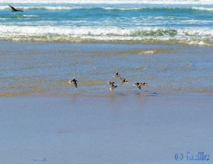 Fliehende Vögel am Praia de Santa Comba – Spain