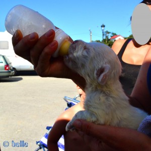 Baby-Dog – 15 Days old