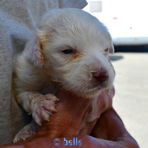 Baby-Dog – 15 Days old