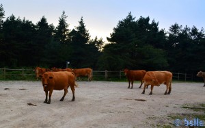 Cows on the Monte Santiago – Spain