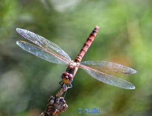 Dragonfly at the Torre de la Carrova