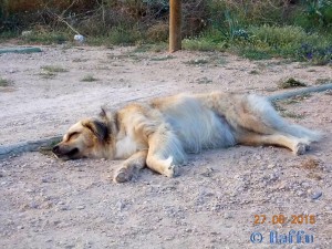 Nicol ist müde! Es ist ja soooooooo anstrengend den Strand zu Testen :P