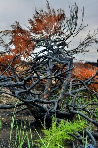 Die Natur ist stark und unverwüstlich!