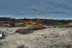 Die Natur ist stark und unverwüstlich!