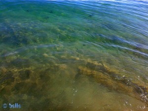 Hunderte Fische am Strand von Los Arenales del Sol