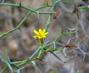 Kleine Blüte – nicht grösser als ca. 1cm!