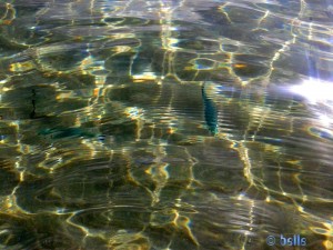 Fische am Playa Higuerica