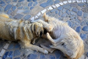 Ein einziges Wollknäul die beiden – Emma & Nicol ♥