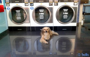 Der Boden ist gewienert! Nicol in der SelfWash-Laundry