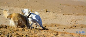 Nicol and Biondo at the Plage Tarfaya - Laâyoune-Sakia el Hamra - Marokko