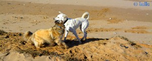 Nicol and Biondo at the Plage Tarfaya - Laâyoune-Sakia el Hamra - Marokko