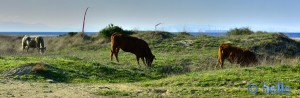 Cows at the Playa de los Lances Norte – Tarifa