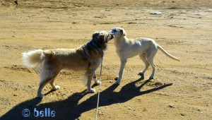 Nicol macht Bekanntschaft mit Chico – dem Hund des „Guards“