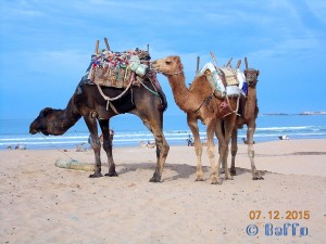 Kamele am Strand - Essaouira – Marokko