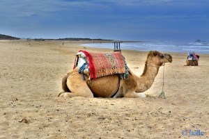 Kamel am Strand - Essaouira – Marokko