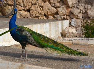 Der stolze Pfau - Camping le Calme - Aguerd – Marocco