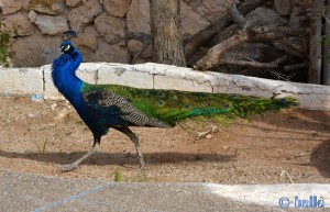 Der stolze Pfau - Camping le Calme - Aguerd – Marocco