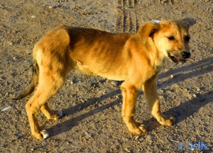 Puppy - Plage Tamri - Marokko