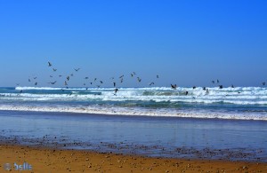 Möwen – Plage Tamri – Marokko