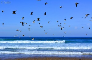 Möwen am Strand – Plage Tamri – Marokko