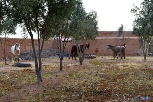 Horses in the Camping Sabra – Laqsabi Tagoust - Marokko