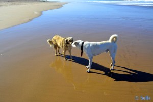 Nicol and Biondo at the Plage Tarfaya - Laâyoune-Sakia el Hamra – Marokko