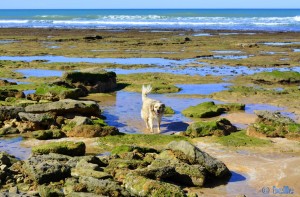 Nicol at the Beach of Boujdour – Marokko