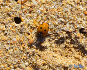 Marienkäfer am Strand von Boujdour – Marokko