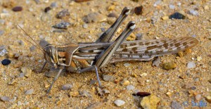 Grasshopper at the Plage A. - Marokko (Nikon D5200)
