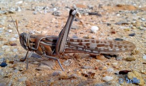 Grasshopper at the Plage A. - Marokko (SmartPhone)