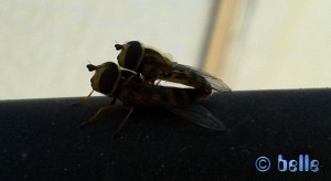 Insekten bei der Paarung – Plage A. - Marokko