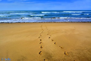 Deine Spuren im Sand.... *träller* - Plage A. - Marokko