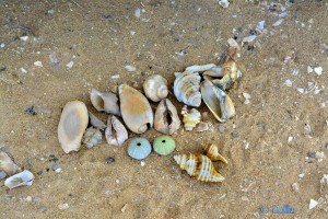 Muscheln und Seeigel-Skelette – Plage A. - Marokko