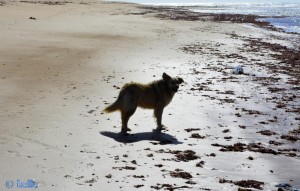 Nicol at Plage A. - Marokko