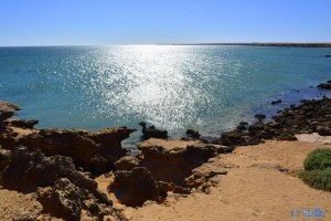 Ente in Dakhla – Marokko :o