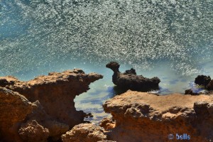 Ente in Dakhla – Marokko :o