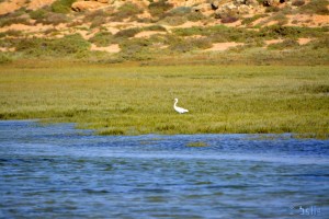 Reiher in Dakhla – Marokko