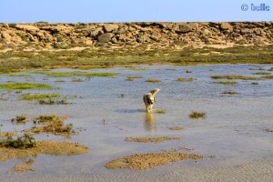 Nicol in Dakhla – Marokko