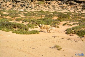 Die Welt ist noch in Ordnung – Nicol in Dakhla – Marokko