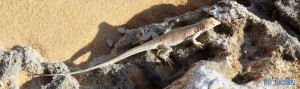 Lizard at Cap Barbas – Marokko