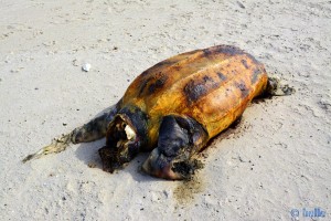 Verendete Riesen-Schildkröte am Cap Barbas – Marokko