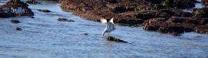 Studie einer Möwe - Dakhla – Marokko