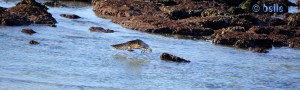 Studie einer Möwe - Dakhla – Marokko