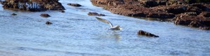 Studie einer Möwe - Dakhla – Marokko