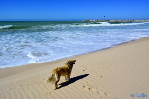 Ohhh noch soooo weit bis nach Hause... ...ich hab' doch jetzt schon Hunger! - Nicol in Dakhla – Marokko