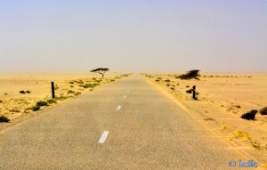 Windschiefe Bäume und Flugsand - On the Road to Dakhla – Marokko