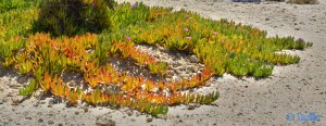 Die Kraft der Natur - blühende Wüstenpflanzen - Dakhla – Marokko